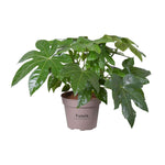 Fatsia Japonica - Ø15cm - ↕45cm