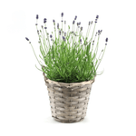 Lavandula Ang. 'Felice'® Kollektion P15 im Korb - 1 Stück - Ø15cm - ↕35cm