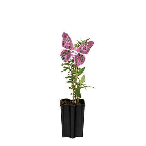 Buddleja Davidii 'Pink Delight' +butterfly Label - Ø15cm - ↕55cm