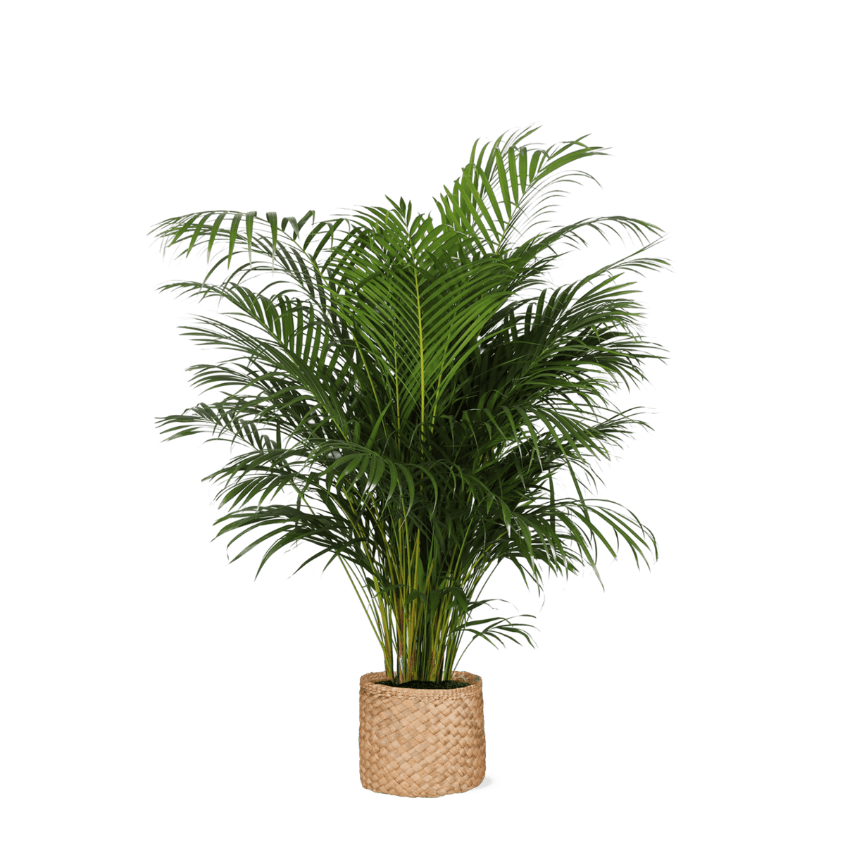 Dypsis LutescensØ27cm ↕160cm in Albury NATURAL mand