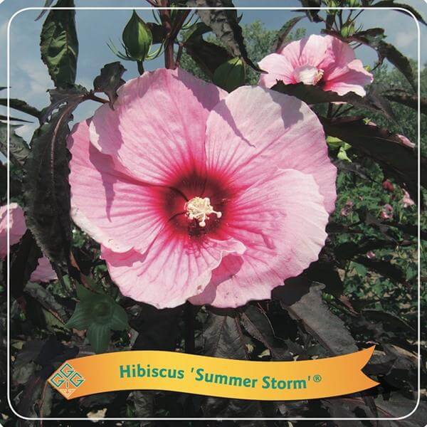 Hibiscus 'Summer Storm' C5 - Ø25cm - ↕35cm