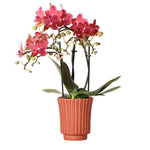 Kolibri Orchids | Rode Phalaenopsis orchidee – Congo + Retro sierpot terracotta– potmaat Ø9cm – 40cm hoog | bloeiende kamerplant in bloempot - vers van de kweker