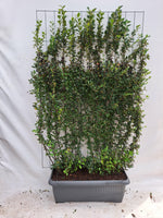 Cotoneaster lucidus - Dwergmispel - Kant-en-Klaar Haag - 120 x 180 cm