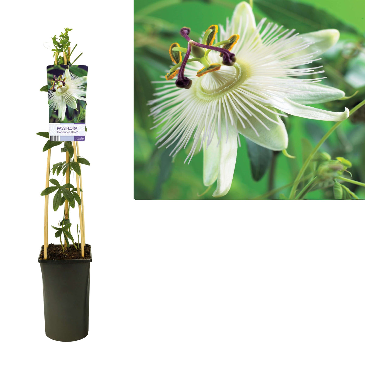 Passiflora 'Constance Elliott' +light Label - Ø17cm - ↕75cm