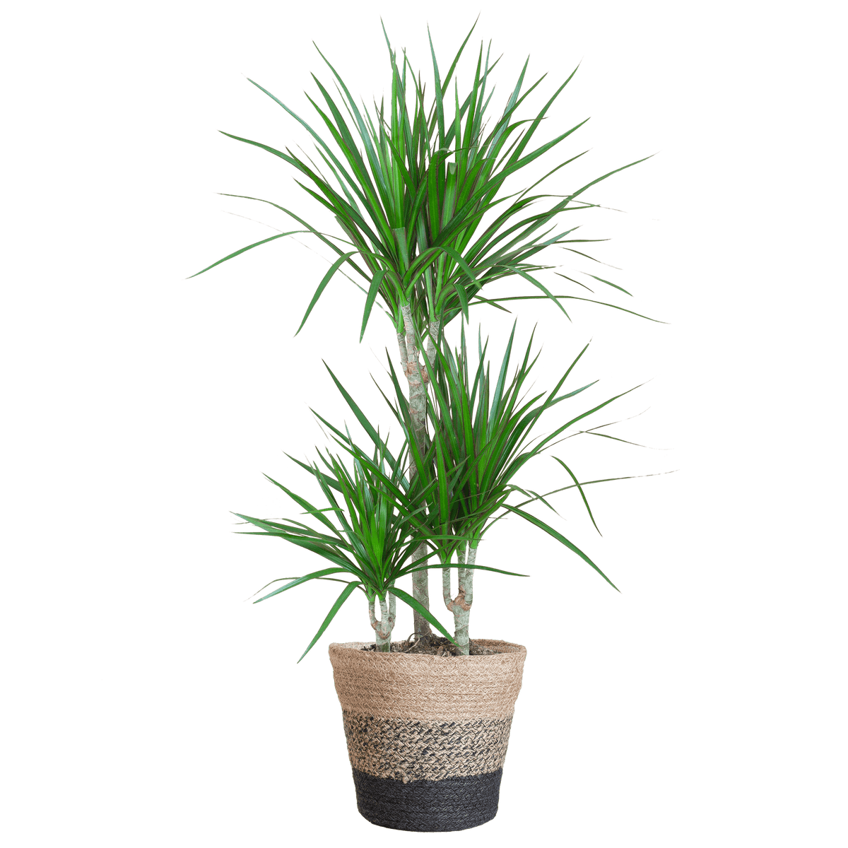 Dracaena Marginata met Lissabon mand zwart - 95cm - Ø21