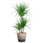 Dracaena Marginata met Lissabon mand zwart - 95cm - Ø21