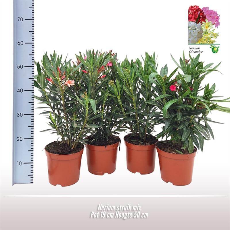 Nerium Oleander Struik - Ø18cm - ↕50cm