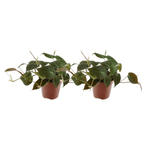 Philodendron Scandens Micans - 2 pieces - Ø12cm - ↕25cm