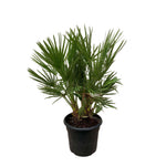 Chamaerops Humilis shrub - 100 cm - Ø24cm