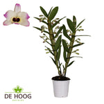 Dendrobium Nobile Sunny Eyes 2 Strain 12+ Tros De Hoog - Ø12cm - ↕50cm