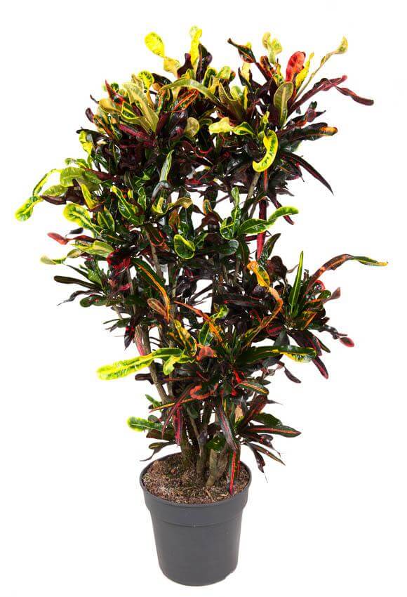 Codiaeum Mammi - Ø31cm - ↕130cm