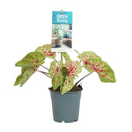 Caladium Miss Muffet – Ø12cm – ↕25cm