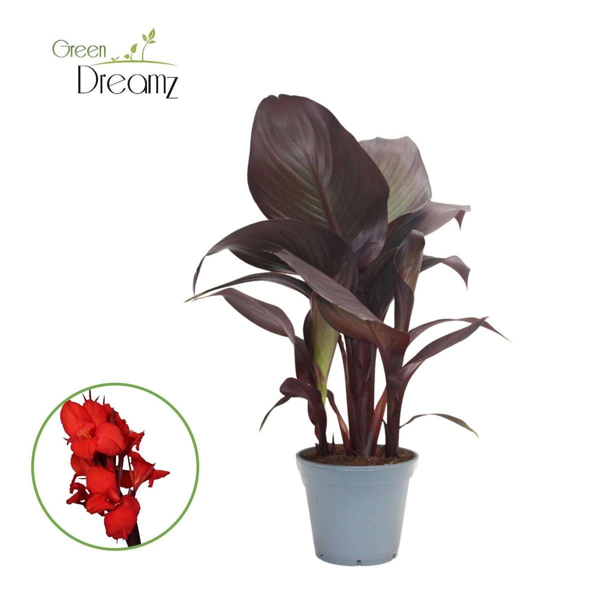 Canna Red Velvet Zonder Bloem - Ø17cm - ↕50cm