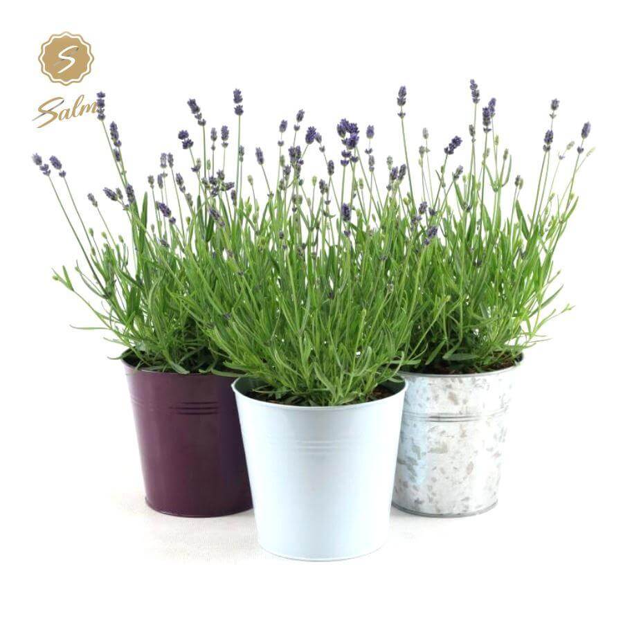 Lavandula Ang. Felice in Zinc Mix - 3 stuks - Ø17cm - ↕35cm