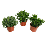 Crassula mix - 3 stuks - Ø17cm - ↕35cm