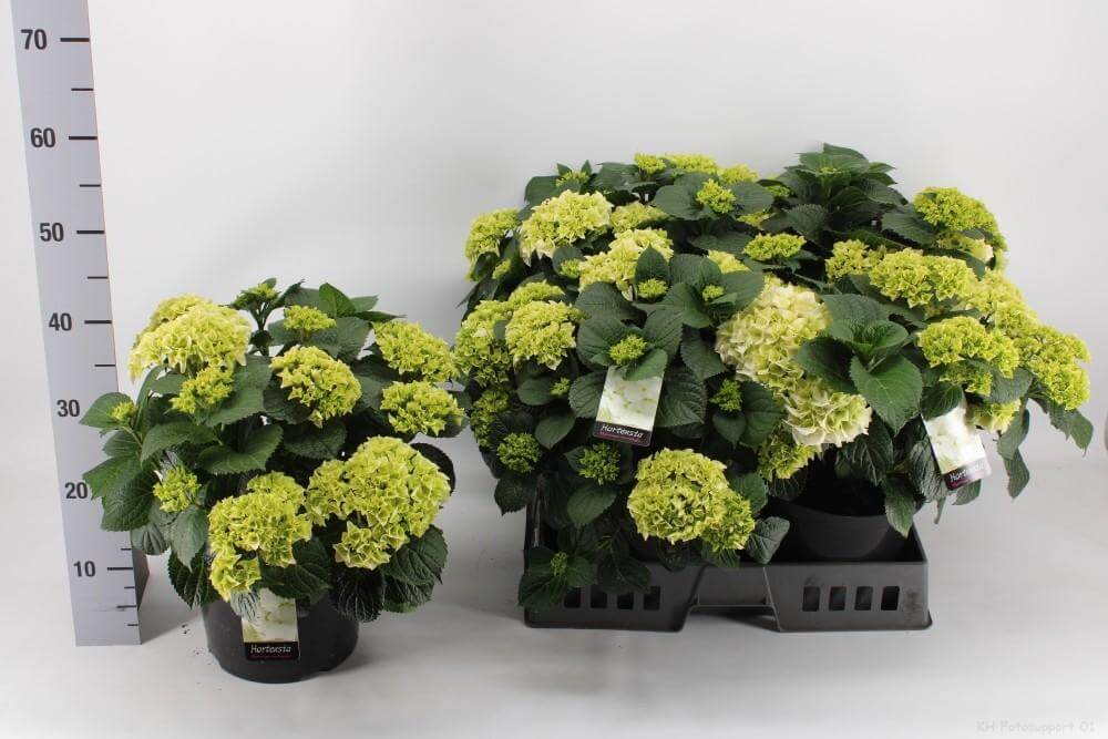 Hortensia Wit P23 - Ø23cm - ↕40cm