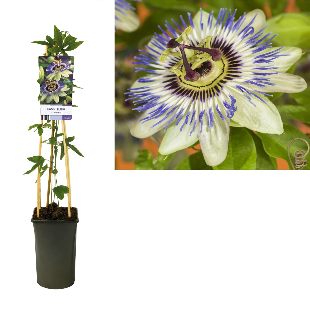 Passiflora Caerulea +light Label - Ø17cm - ↕75cm