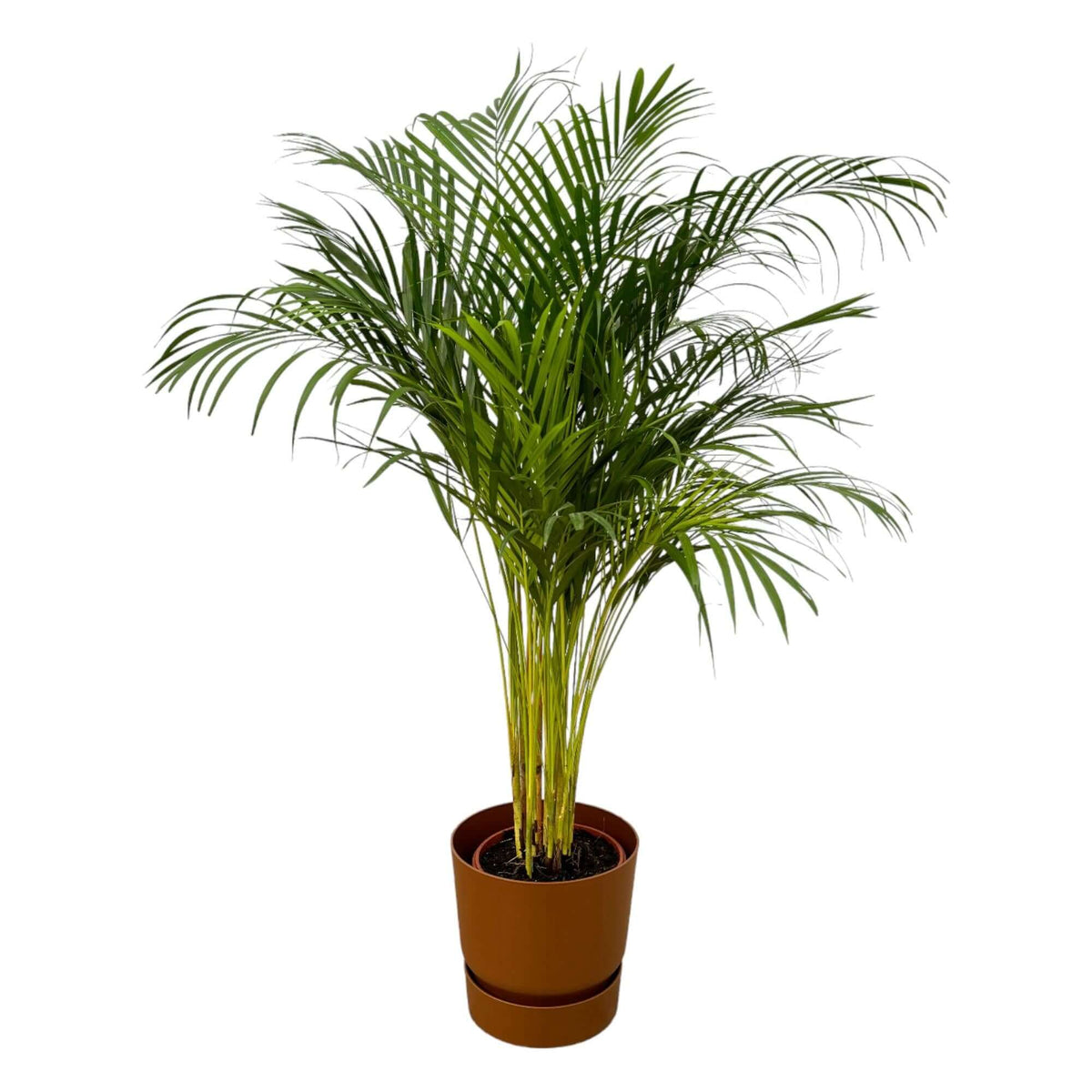 Areca palm - ↨130cm - Ø24cm including elho Greenville Round brown D30xH28