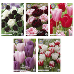 Tulipa - Bloembollen Mix (6) - 5 soorten - 50 bollen