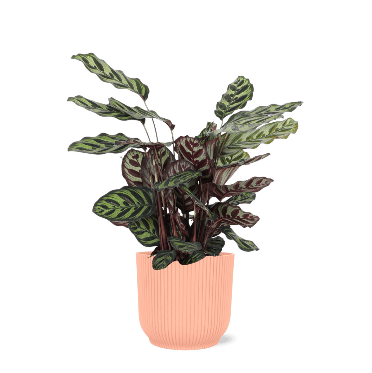 Calathea Makoyana Ø21cm - ↕70cm in Vibes ROZE pot