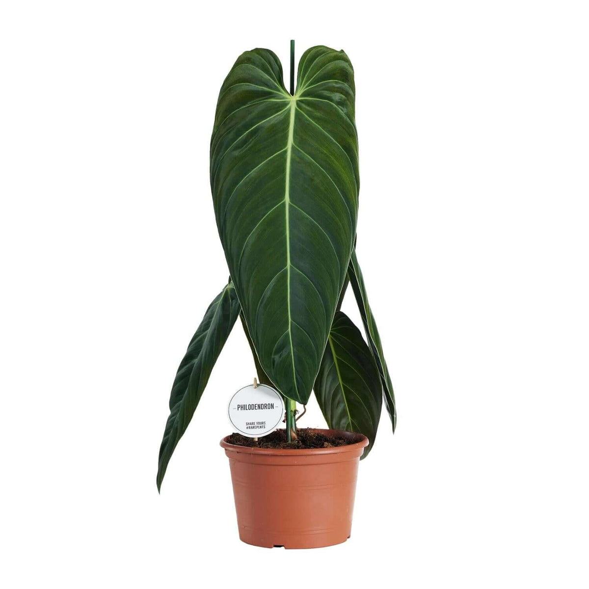 Philodendron Melanochrysum - Ø21cm - ↕75cm