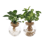 Bolglas Duo Syngonium Green/White Wave - 2 stuks -Ø12cm - ↕30cm