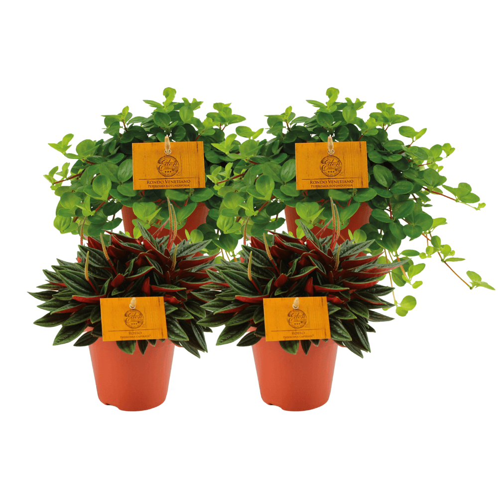 2x Peperomia Rosso + 2x Peperomia Rotundifolia - 4 pieces - Ø12cm - ↕20cm