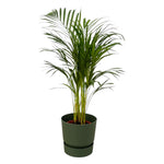 Areca-Palme – ↨85 cm – Ø19 cm inklusive elho Greenville Round grün D24xH23