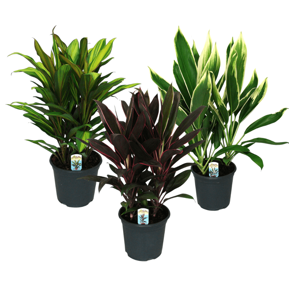 Cordyline Mix - 3 stuks - Ø19cm - ↕55-60cm