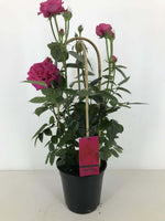 Rosa Sparkling Select P22 - Ø22cm - ↕70cm