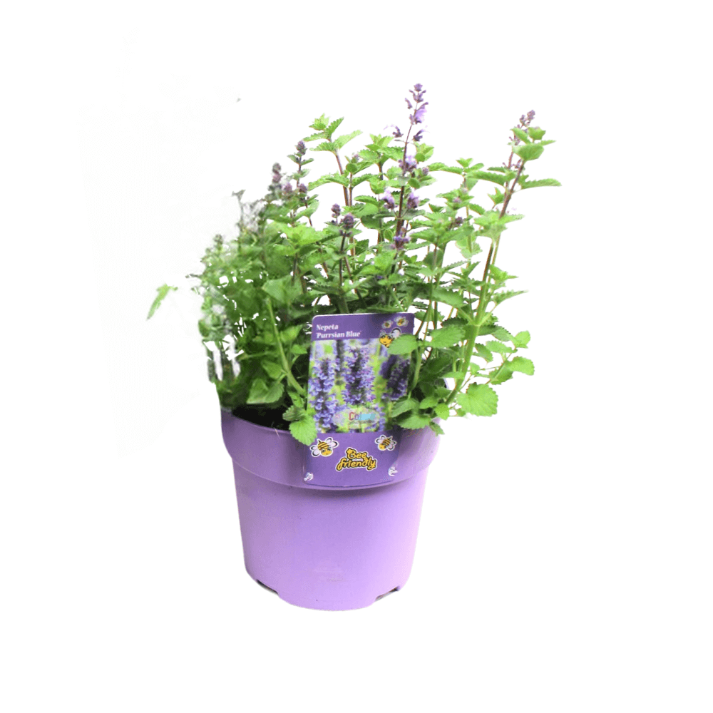 Nepeta Purrsian Blue - 1 piece - Ø15cm - ↕15cm