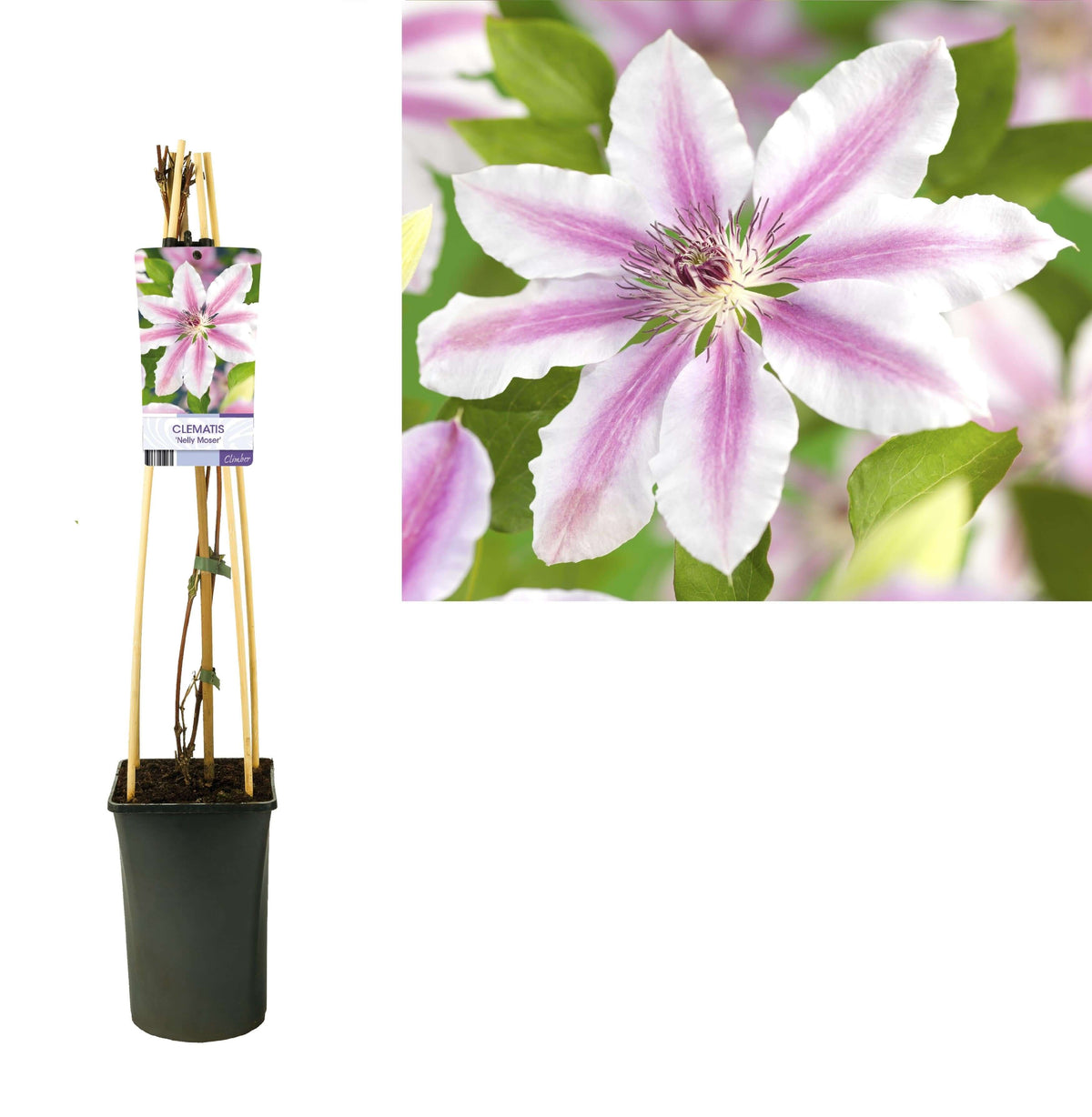 Clematis 'Nelly Moser' +light Label - Ø17cm - ↕75cm