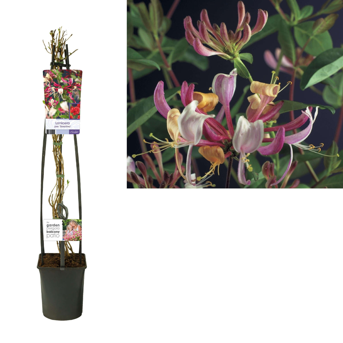 Lonicera Per. 'Serotina' +light Label - Ø23cm - ↕115cm