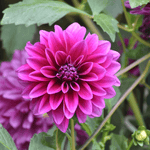 Flowerbulbs Amsterdam - Dahlia Bleu Bell, Grote Brede Bloembladen