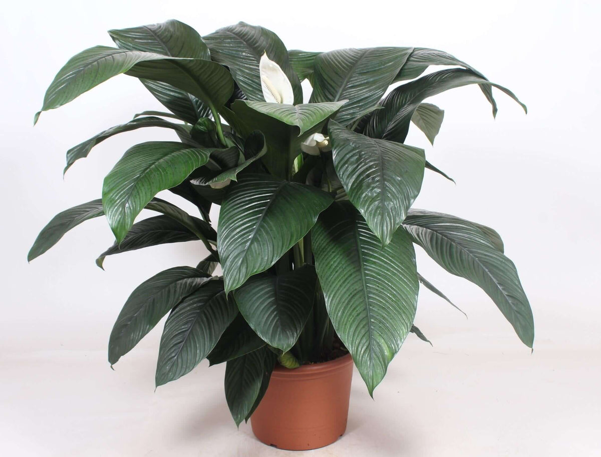 Spathiphyllum Sensation - Ø45cm - ↕140cm