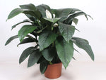 Spathiphyllum Sensation - Ø45cm - ↕140cm