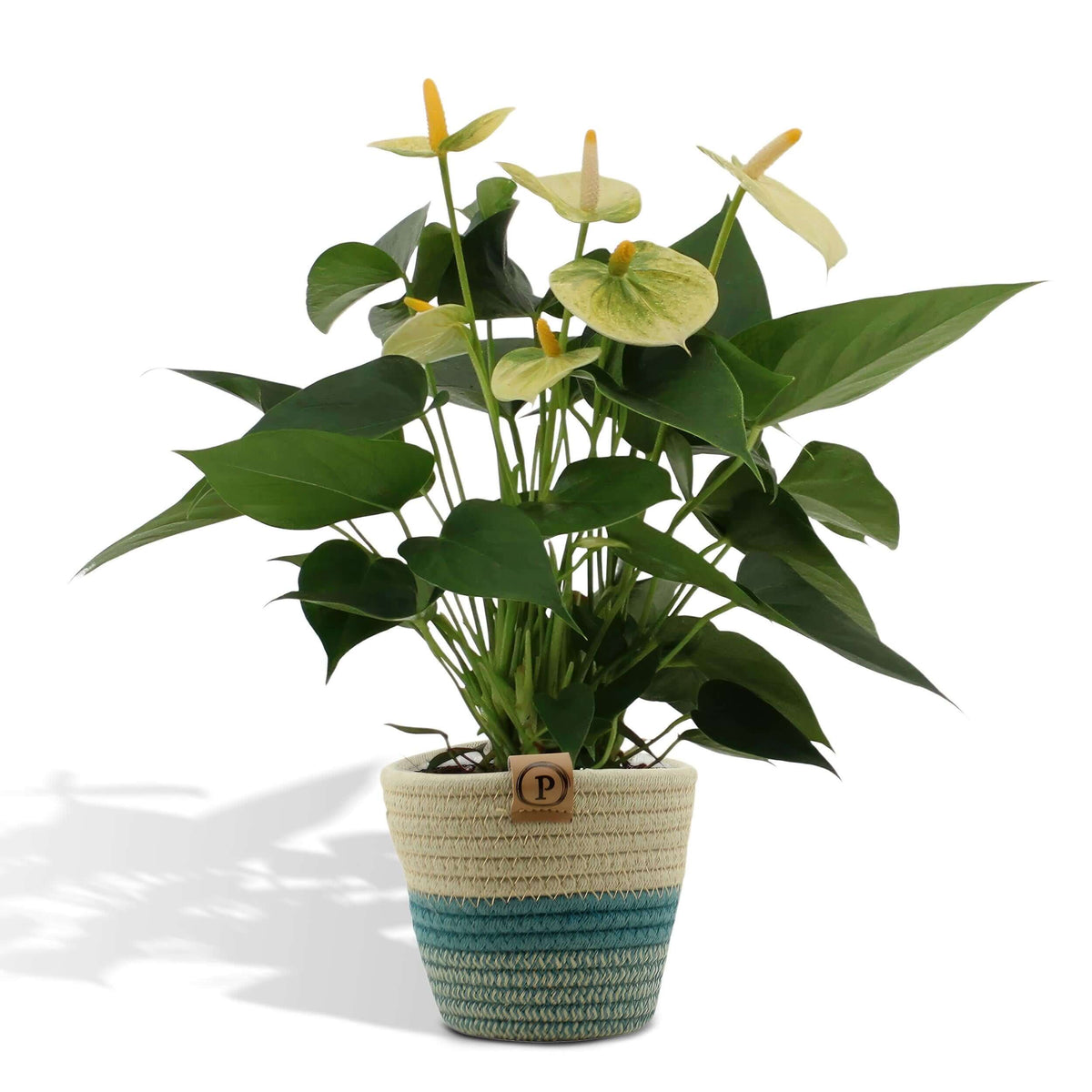 Anthurium andreanum Vanilla incl. PURE mand - 45cm - Ø12