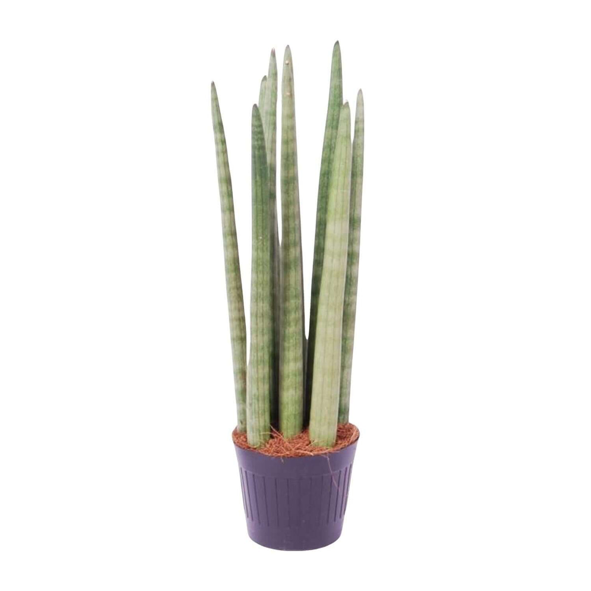 Sansevieria cylindrica 'Spaghetti' - 40 cm - ø10.5