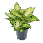 Dieffenbachia Amy 2 PP - Ø14cm - ↕35cm