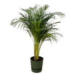 Areca-Palme – ↨130 cm – Ø24 cm inklusive elho Greenville Round grün D30 x H28