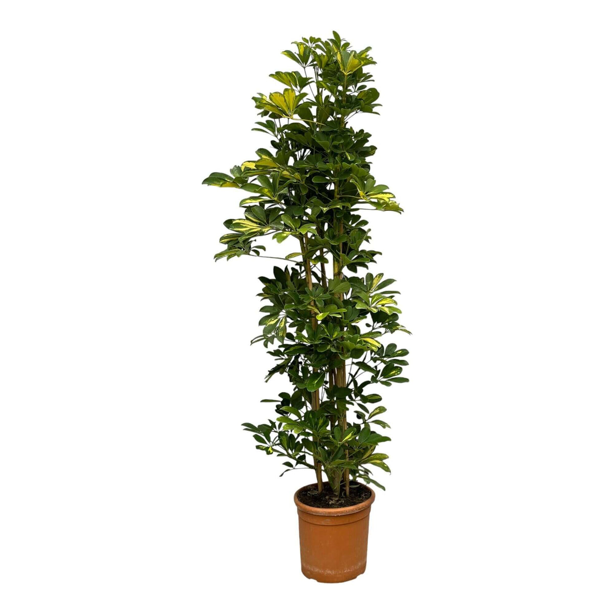 Schefflera Gold Capella shrub - 160 cm - Ø30cm