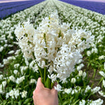 Flowerbulbs Amsterdam - Louvre - 10 bloembollen - Maat 14/15