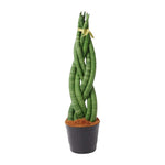 Sansevieria cylindrica 'Twist' - 40 cm - ø10,5