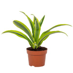 Dracaena Lemon Lime 12cm - Ø12cm - ↕27cm