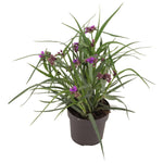 Tradescantia Brainstorm P17 - Ø17cm - ↕35cm