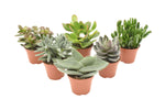 Crassula Mix - 6 stuks - Ø8,5cm - ↕14cm