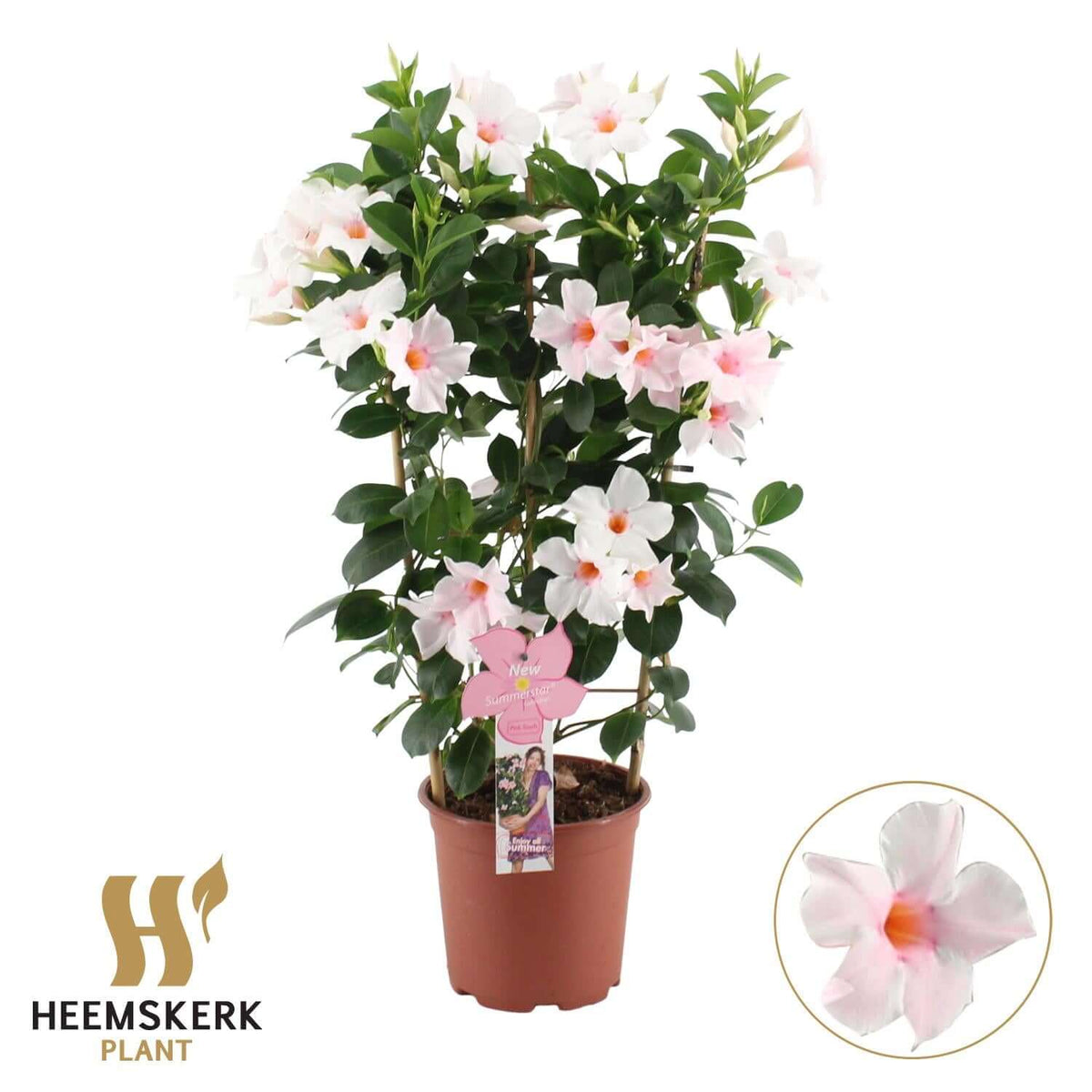 Mandevilla Summerstar Pink Touch Rek P19 - Ø19cm - ↕75cm