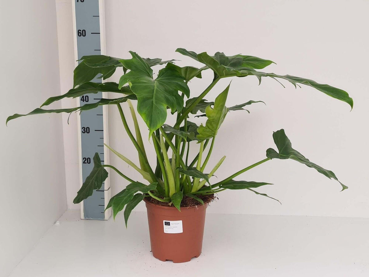 Philodendron Lacerum - Ø19cm - ↕60cm