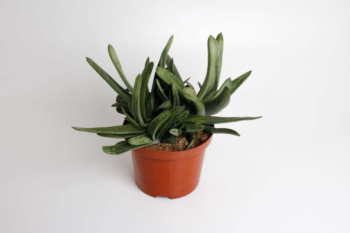 Gasteria Little Worthy - Ø17cm - ↕30cm