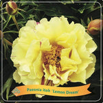 Paeonia Itoh 'Lemon Dream' C5 - Ø21cm - ↕35cm